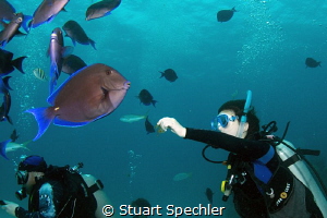 Young diver interacting with a large school of curious At... by Stuart Spechler 